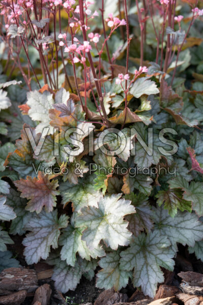 Heucherella Silver