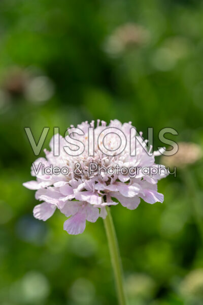 Scabiosa columbaria Atalanta® White Scabiosa columbaria Atalanta® White