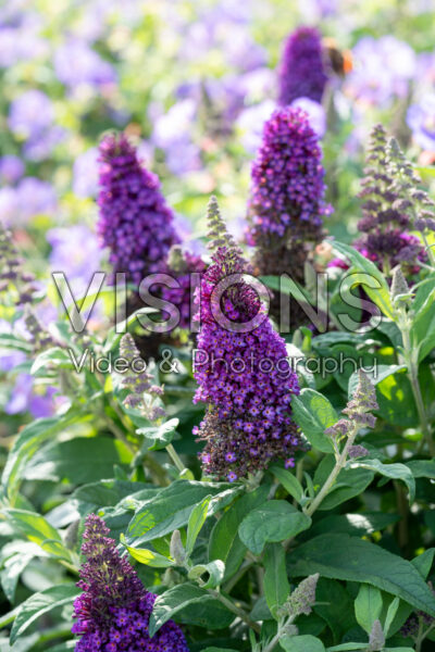 Buddleja davidii Little Rockstars® Purple Buddleja davidii Little Rockstars® Purple