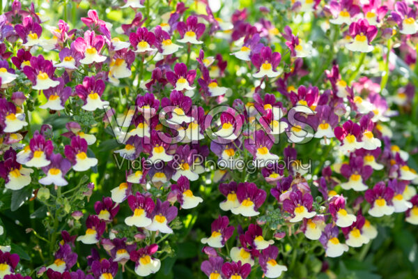 Nemesia Nuvo Burgundy Bicolour Impr. Nemesia Nuvo Burgundy Bicolour Impr.