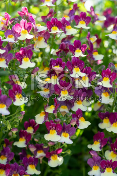 Nemesia Nuvo Burgundy Bicolour Impr.