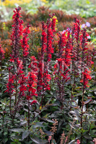 Lobelia x speciosa Starship F1 Scarlet Bronze Leaved