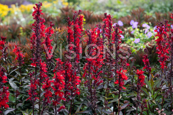 Lobelia x speciosa Starship F1 Scarlet Bronze Leaved