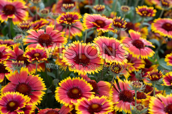 Gaillardia aristata Guapa Flamenco Bicolour Impr.