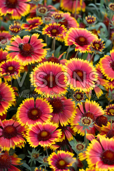 Gaillardia aristata Guapa Flamenco Bicolour Impr.
