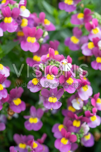 Nemesia Nuvo Lady Dawn Rose Nemesia Nuvo Lady Dawn Rose