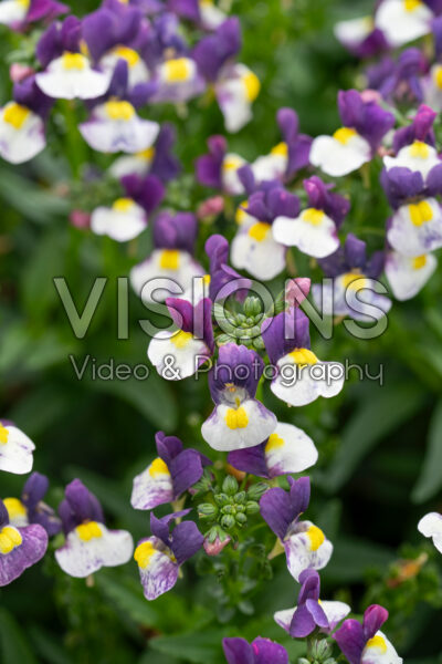 Nemesia Nuvo Lady Jane Blue Bicolour