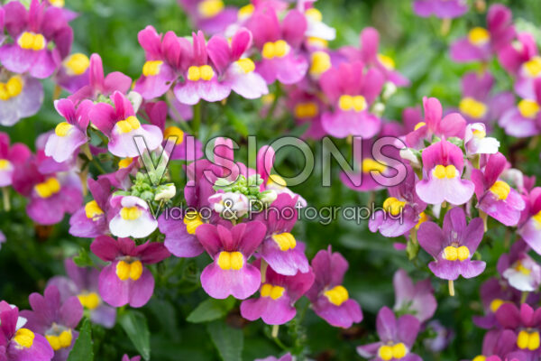Nemesia Nuvo Lady Dawn Rose