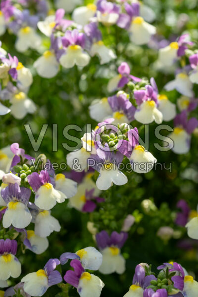 Nemesia Nuvo Lady Kate Lilac Bicolour