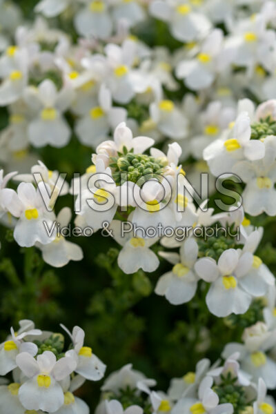 Nemesia Nuvo White 2288 Nemesia Nuvo White 2288