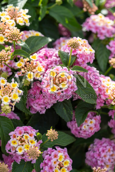 Lantana camara Shamrock Lavender Pink Lantana camara Shamrock Lavender Pink