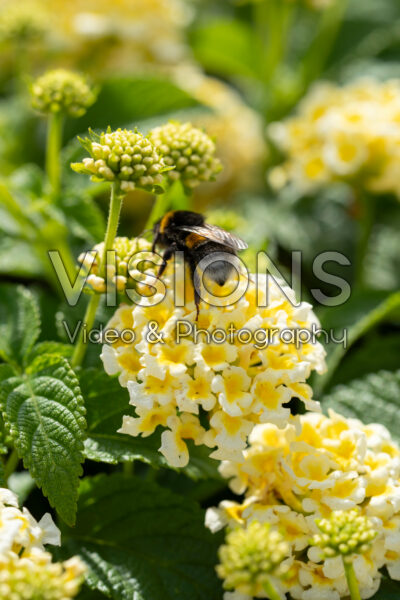 Lantana camara Shamrock Light Yellow