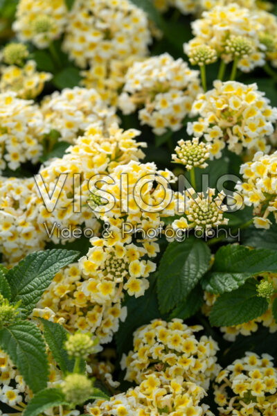 Lantana camara Shamrock Light Yellow