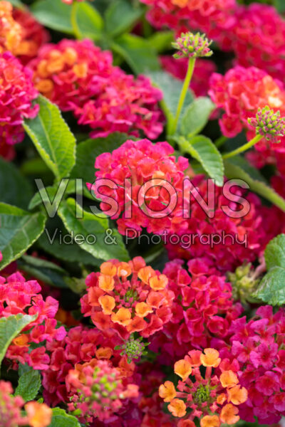 Lantana camara Shamrock Red 226641 Lantana camara Shamrock Red 226641