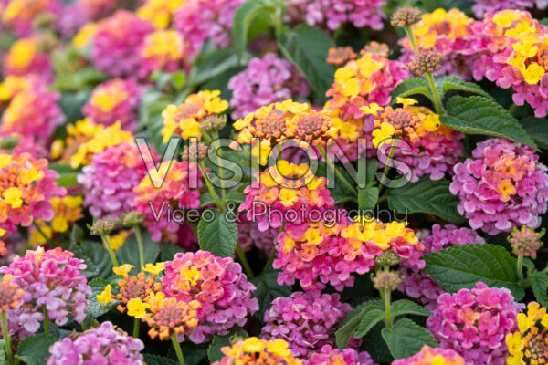 Lantana camara Shamrock Rose Impr. 