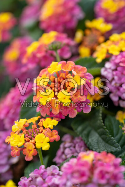 Lantana camara Shamrock Rose Impr. 