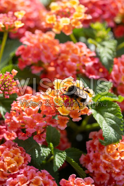 Lantana camara Shamrock Peach