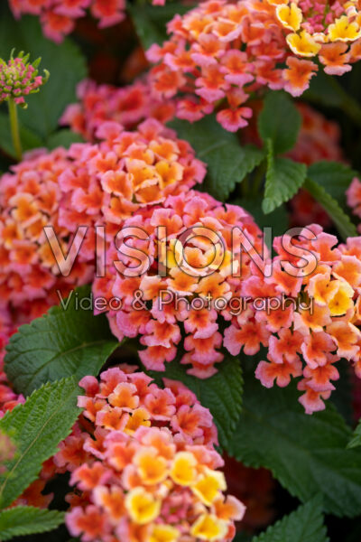 Lantana camara Shamrock Peach