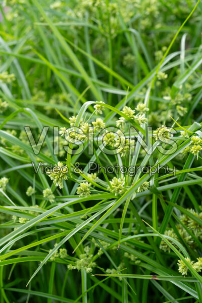 Cyperus glaber Abby