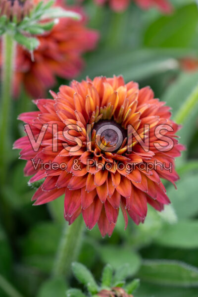 Rudbeckia hirta Rudy Double Red