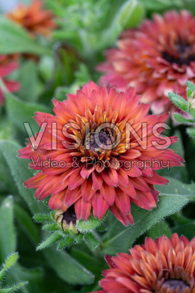 Rudbeckia hirta Rudy Double Red