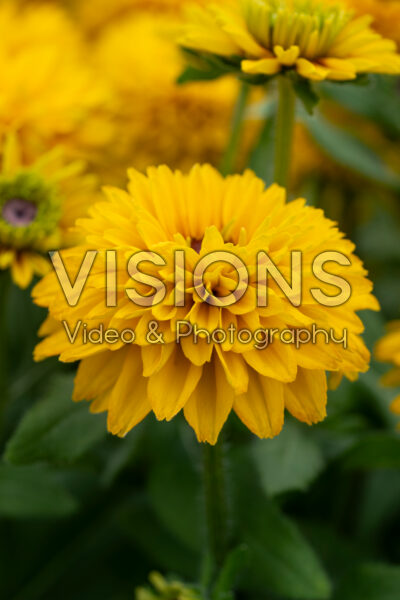 Rudbeckia hirta Rudy Double Yellow