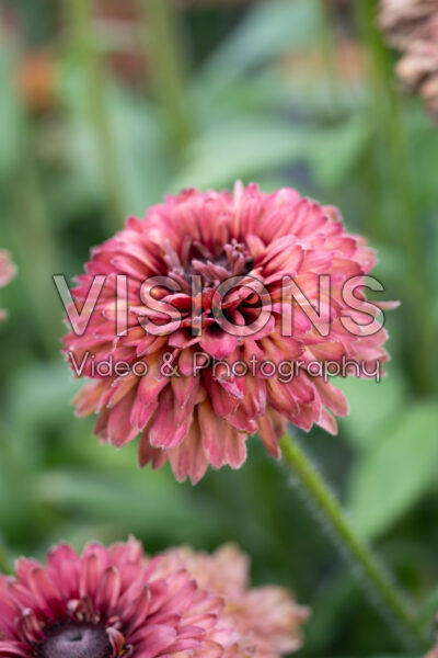 Rudbeckia hirta Rudy Double Rose