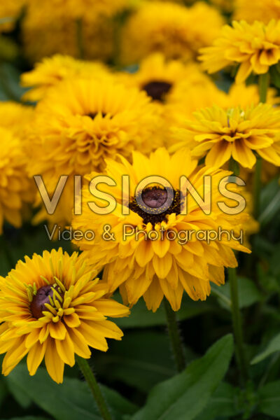 Rudbeckia hirta Rudy Double Yellow