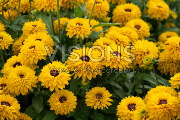 Rudbeckia hirta Rudy Double Yellow