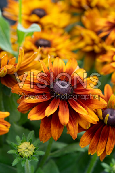 Rudbeckia hirta Rudy Double Orange
