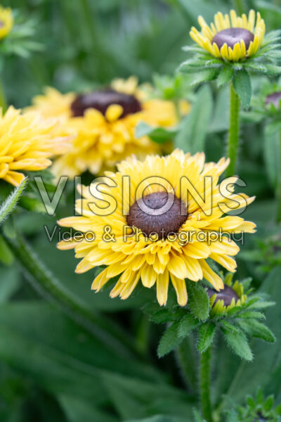 Rudbeckia hirta Rudy Double Yellow Lemon