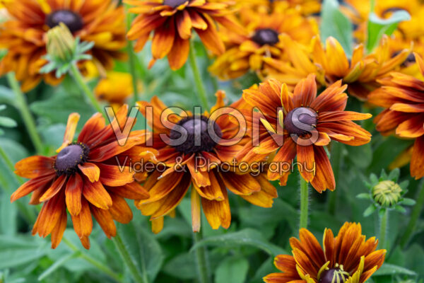 Rudbeckia hirta Rudy Double Orange