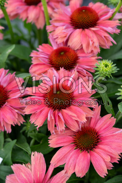 Echinacea purpurea SunMagic Vintage Watermelon