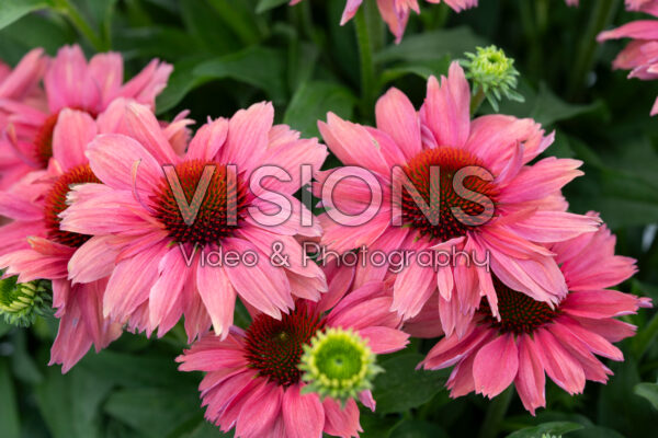 Echinacea purpurea SunMagic Vintage Watermelon