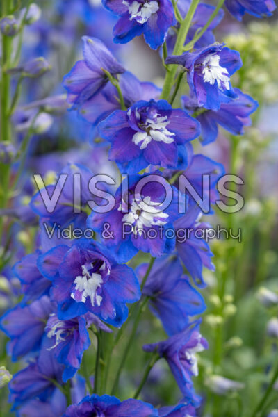 Delphinium x cultorum Delphinity F1 Blue