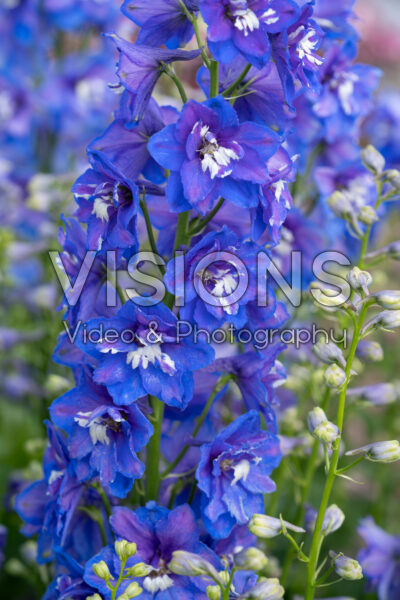 Delphinium x cultorum Delphinity F1 Blue Delphinium x cultorum Delphinity F1 Blue