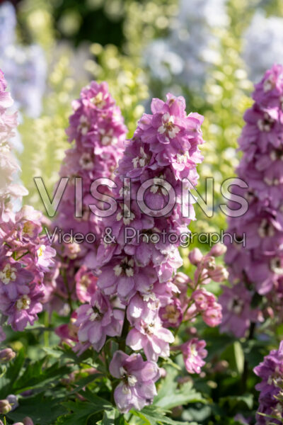 Delphinium x cultorum Dignity® Exp. Rose White Bee Delphinium x cultorum Dignity® Exp. Rose White Bee