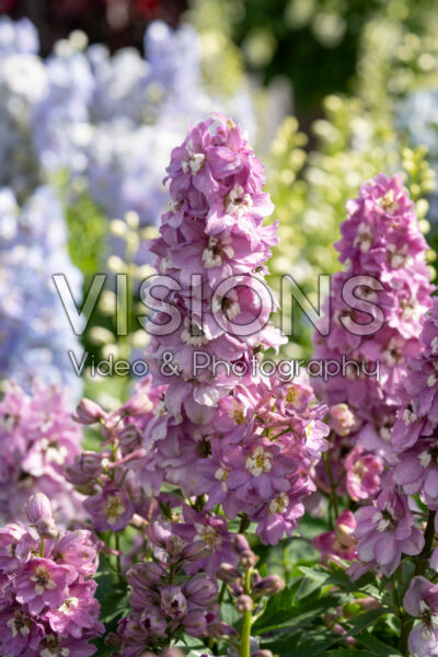 Delphinium x cultorum Dignity® Exp. Rose White Bee Delphinium x cultorum Dignity® Exp. Rose White Bee