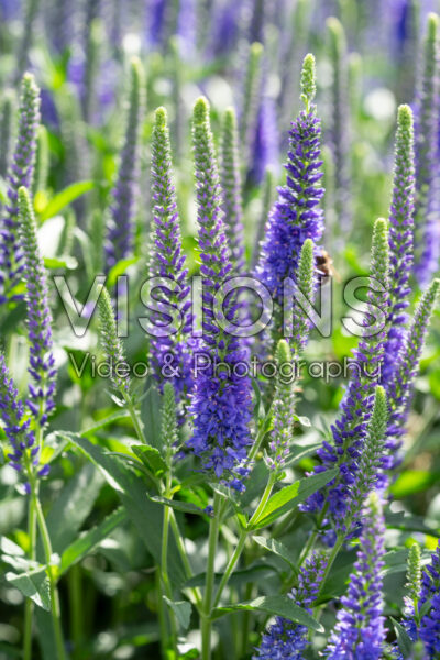 Veronica spicata Anniversary Blue Veronica spicata Anniversary Blue