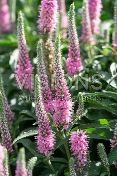 Veronica spicata Anniversary Rose