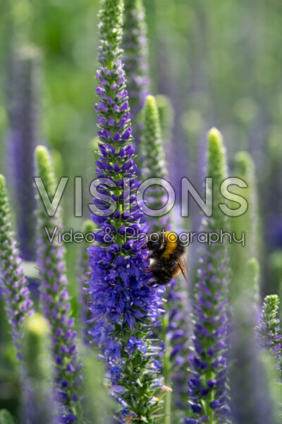 Veronica spicata Anniversary Blue Veronica spicata Anniversary Blue