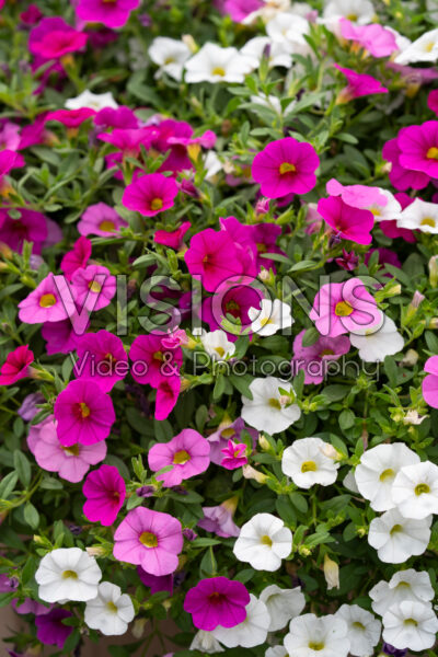 Calibrachoa parviflora Cabaret® MixMasters® Pink Paradise