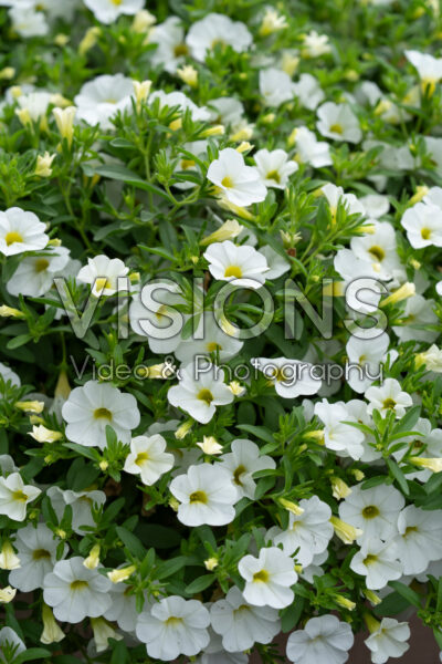 Calibrachoa parviflora Cabaret® Early White compact