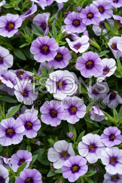 Calibrachoa parviflora Cabaret® Early Purple Kiss