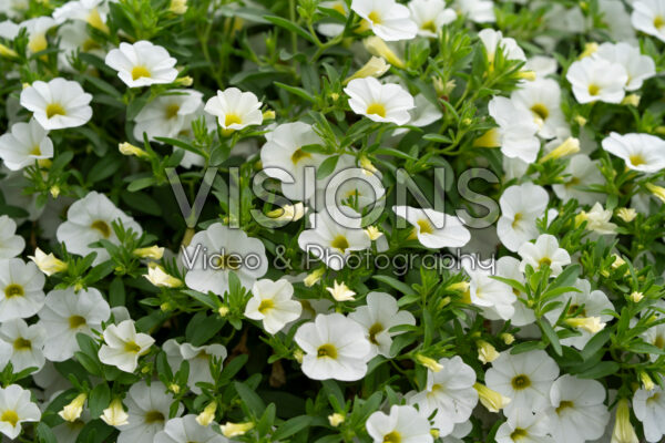 Calibrachoa parviflora Cabaret® Early White compact Calibrachoa parviflora Cabaret® Early White compact