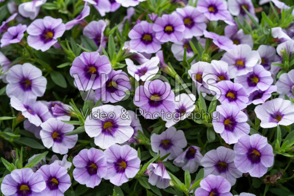 Calibrachoa parviflora Cabaret® Early Purple Kiss