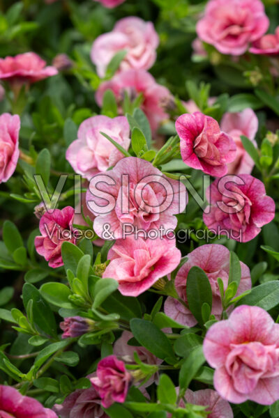 Calibrachoa parviflora Cabaret® Double Pink Vein Calibrachoa parviflora Cabaret® Double Pink Vein