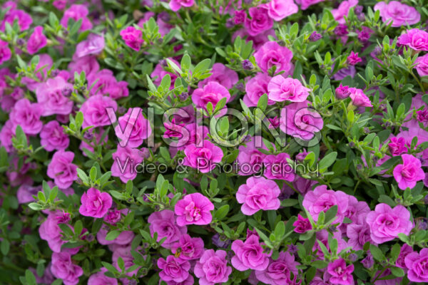 Calibrachoa parviflora Cabaret® Double Pink Calibrachoa parviflora Cabaret® Double Pink