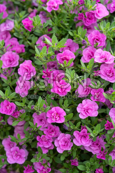 Calibrachoa parviflora Cabaret® Double Pink