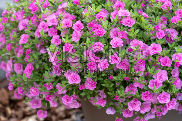 Calibrachoa parviflora Cabaret® Double Pink